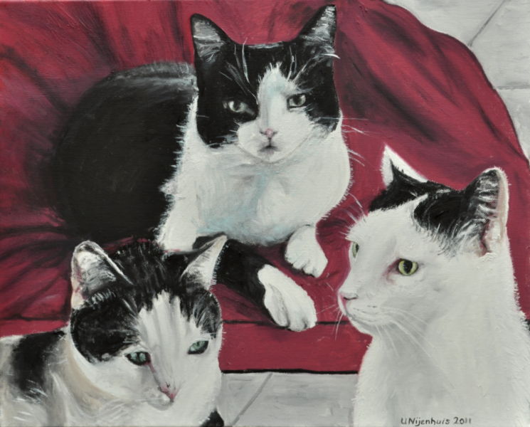 Drei Katzen